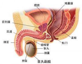 附睪管