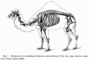 Camelus