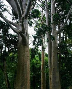 佩拉德尼亞王家植物園