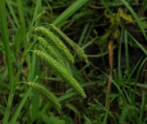 合鱗苔草