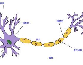 神經科學原理