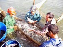 鯪魚養殖