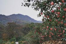 山東蘋果第一生態原產地