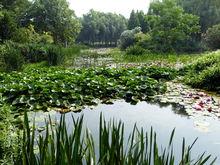 野趣水景園