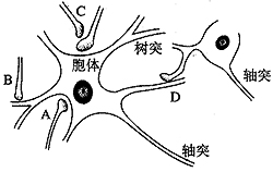 突觸