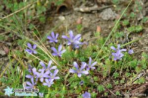 光萼藍鐘花[藍鐘花組藍鐘花亞組]