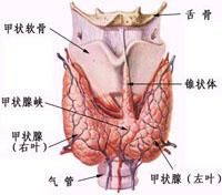 甲亢癌症