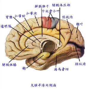 中樞神經細胞瘤