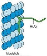 微管結合蛋白