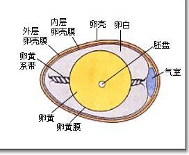 雞蛋的結構圖