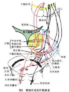 不隨意運動