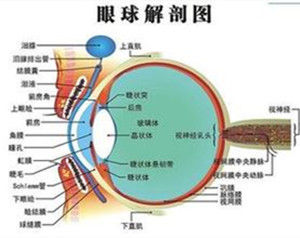 血眼屏障