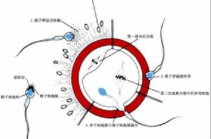 受精[卵子和精子融合的過程]