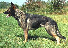 暗黑或灰色，德國牧羊犬的原始顏色