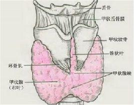 甲狀腺T3T4