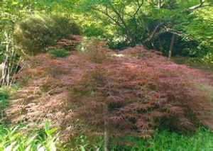 銳齒桂櫻 銳齒桂櫻