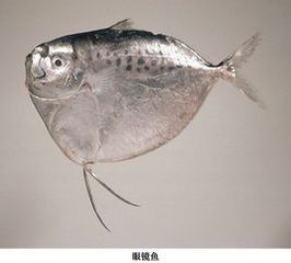 刀鯧魚