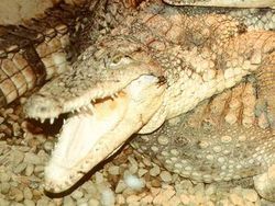 菱斑鱷