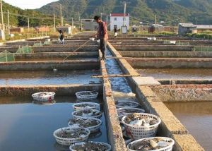 梭子蟹養殖基地