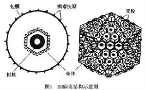 EB病毒