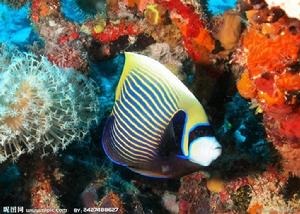 大堡礁魚類