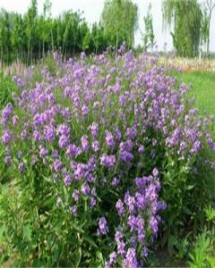 藍香芥