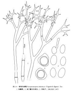 蠟菊類霜霉