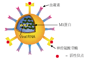 流感病毒肺炎