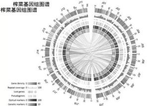 榨菜全基因組圖譜