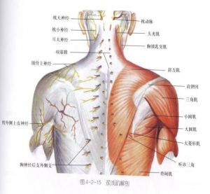 頸肩痛[醫學術語]