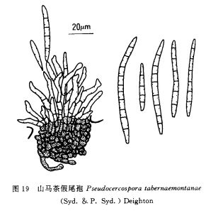 倒吊筆假尾孢