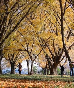 泰興銀杏公園