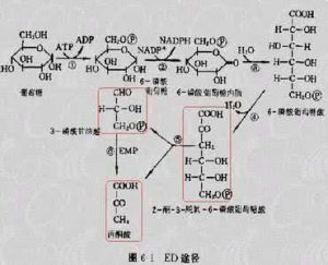 ED途徑