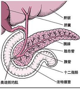 胰腺疾病