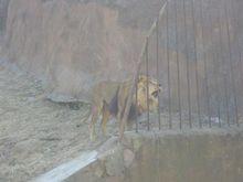 青島動物園獅虎山