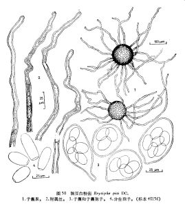 豌豆白粉菌