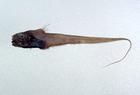 菲律賓短吻長尾鱈