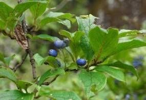 白絮鳳毛菊