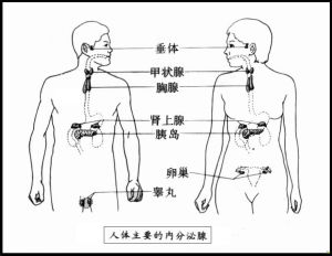 內分泌不育症