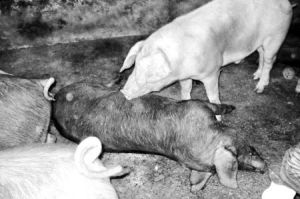 豬有機佛化物中毒