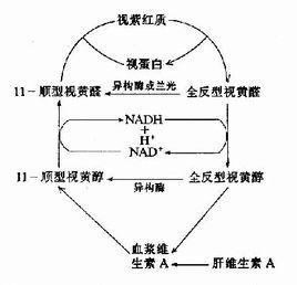 蛋白C系統缺乏症