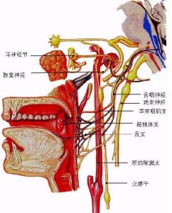 舌咽神經