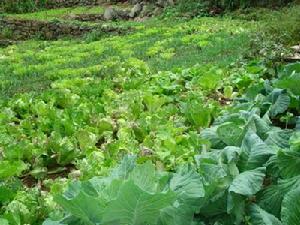 木扭村素材種植業