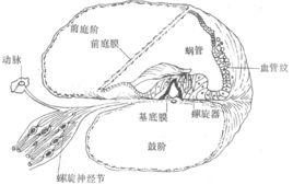 聽覺回響範圍