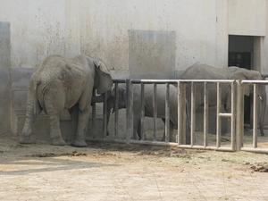 米蓋拉和兩頭非洲象在一起