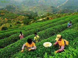 福建漳州華安縣高安鎮