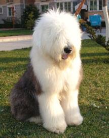 Old English Sheepdog