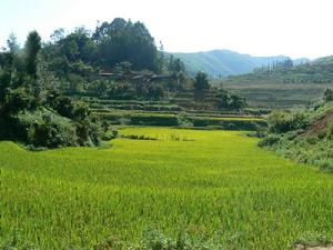 松毛坡村種植業