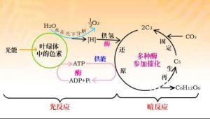 光合色素