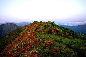 舜皇山杜鵑(陳小林攝)